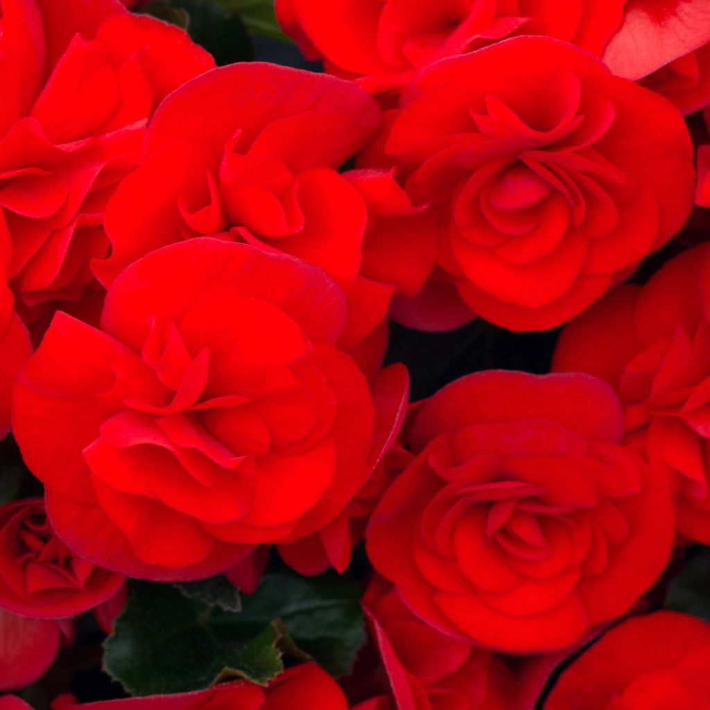 Begonia Sunbrero Red