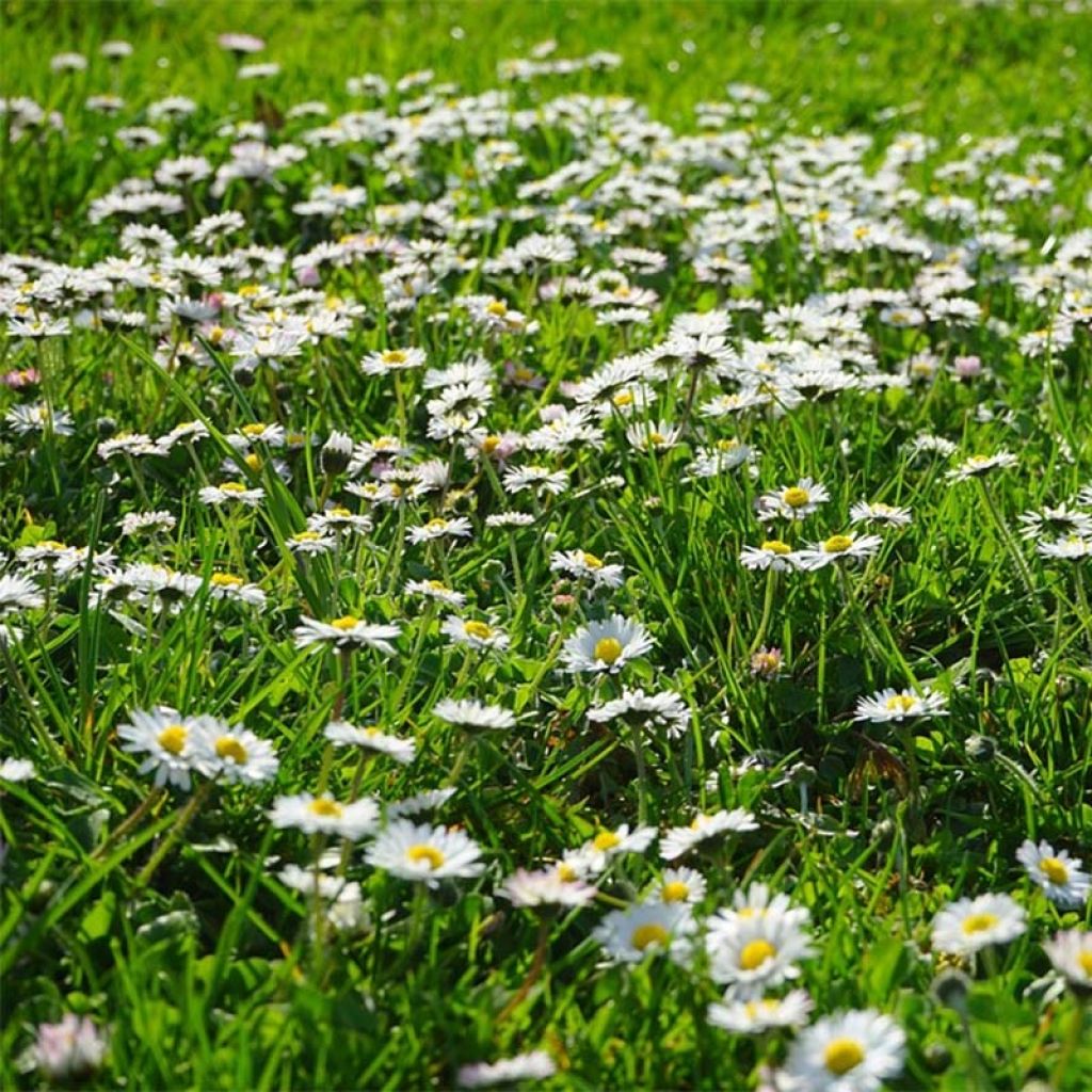 Bellis perennis (semillas) - Margarita de los prados