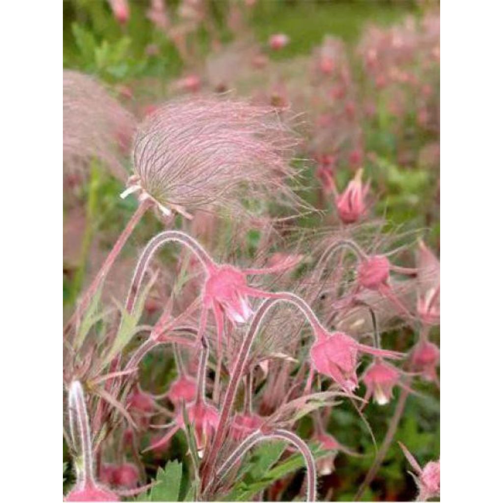 Geum triflorum - Benoîte rose rougeâtre