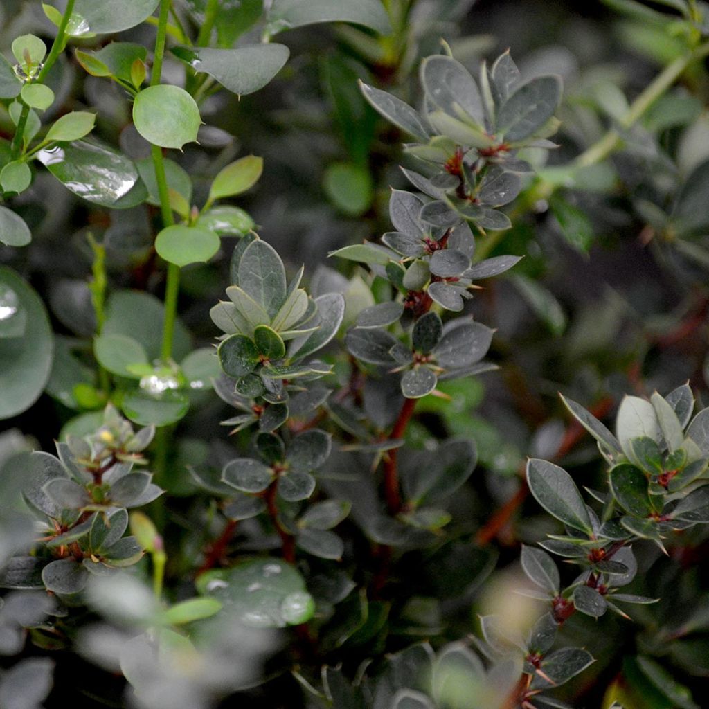 Berberis buxifolia Nana - Agracejo