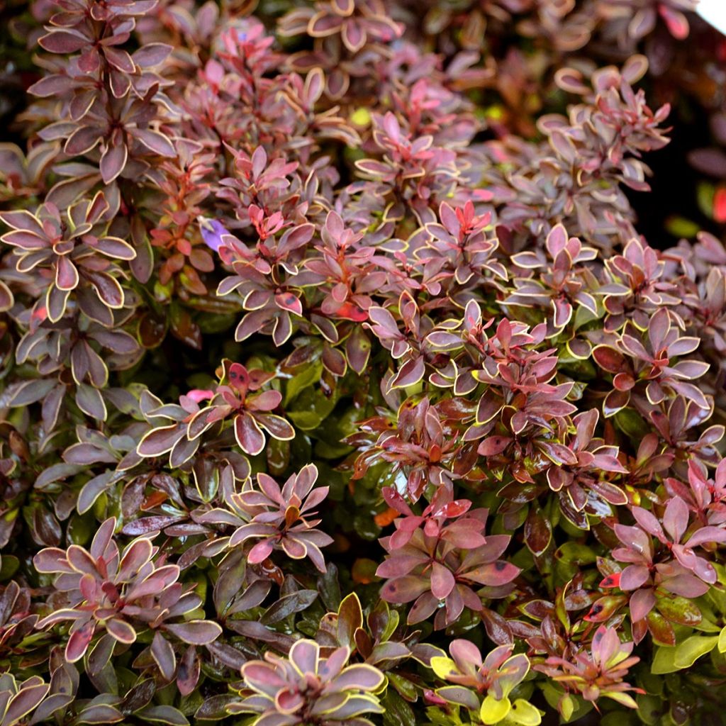 Agracejo rojo - Berberis thunbergii Admiration