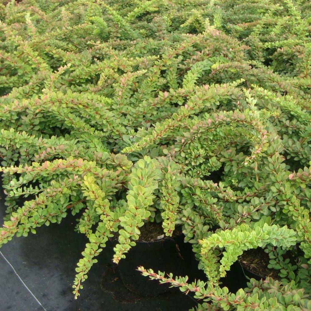 Agracejo japonés - Berberis thunbergii Green Carpet