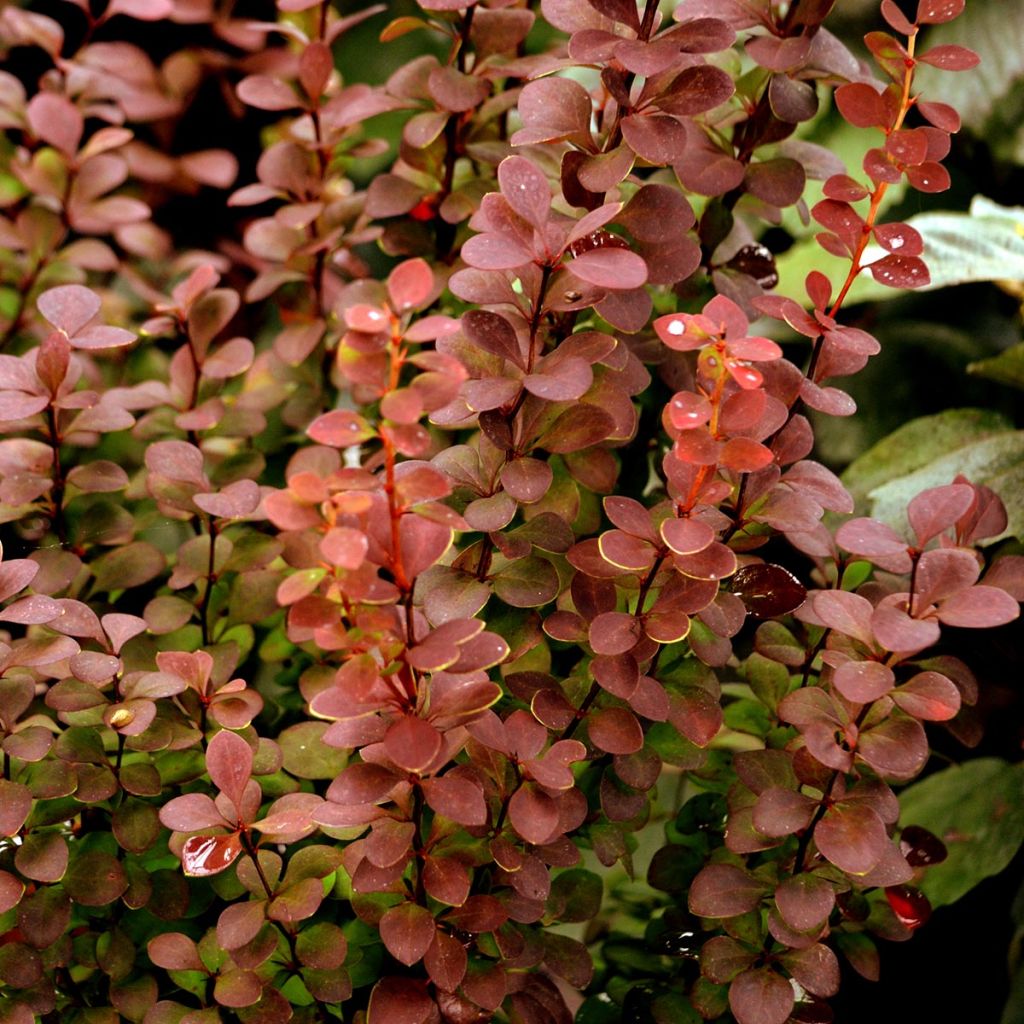 Agracejo japonés - Berberis thunbergii Orange Rocket