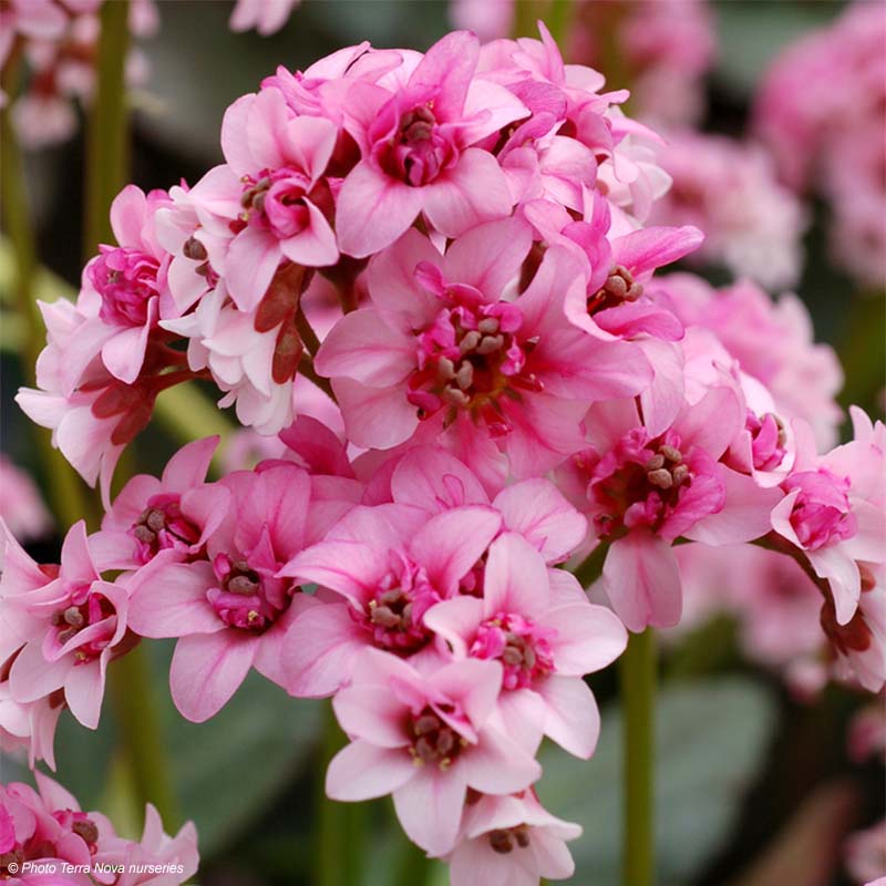 Bergenia cordifolia Dragonfly Sakura - Hortensia de invierno