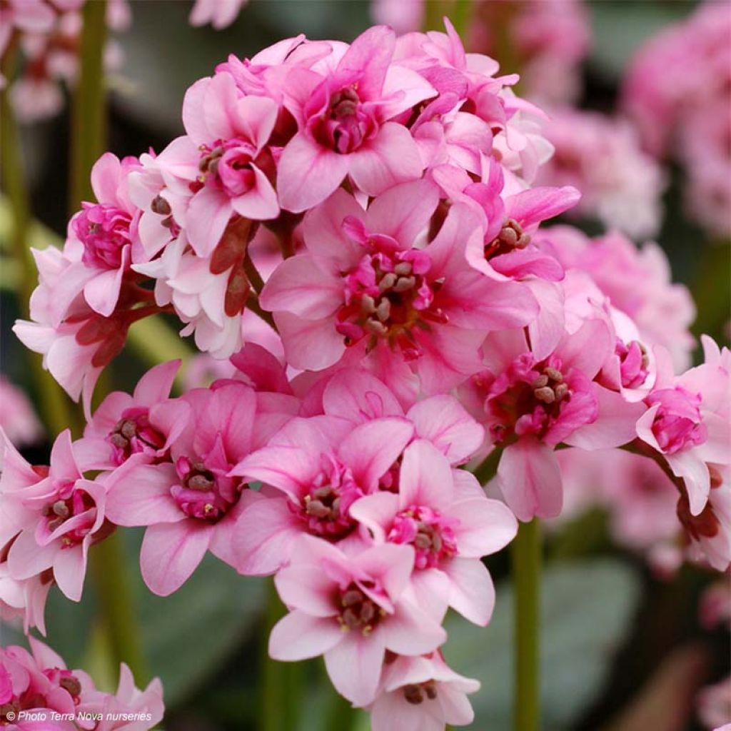 Bergenia cordifolia Dragonfly Sakura - Hortensia de invierno