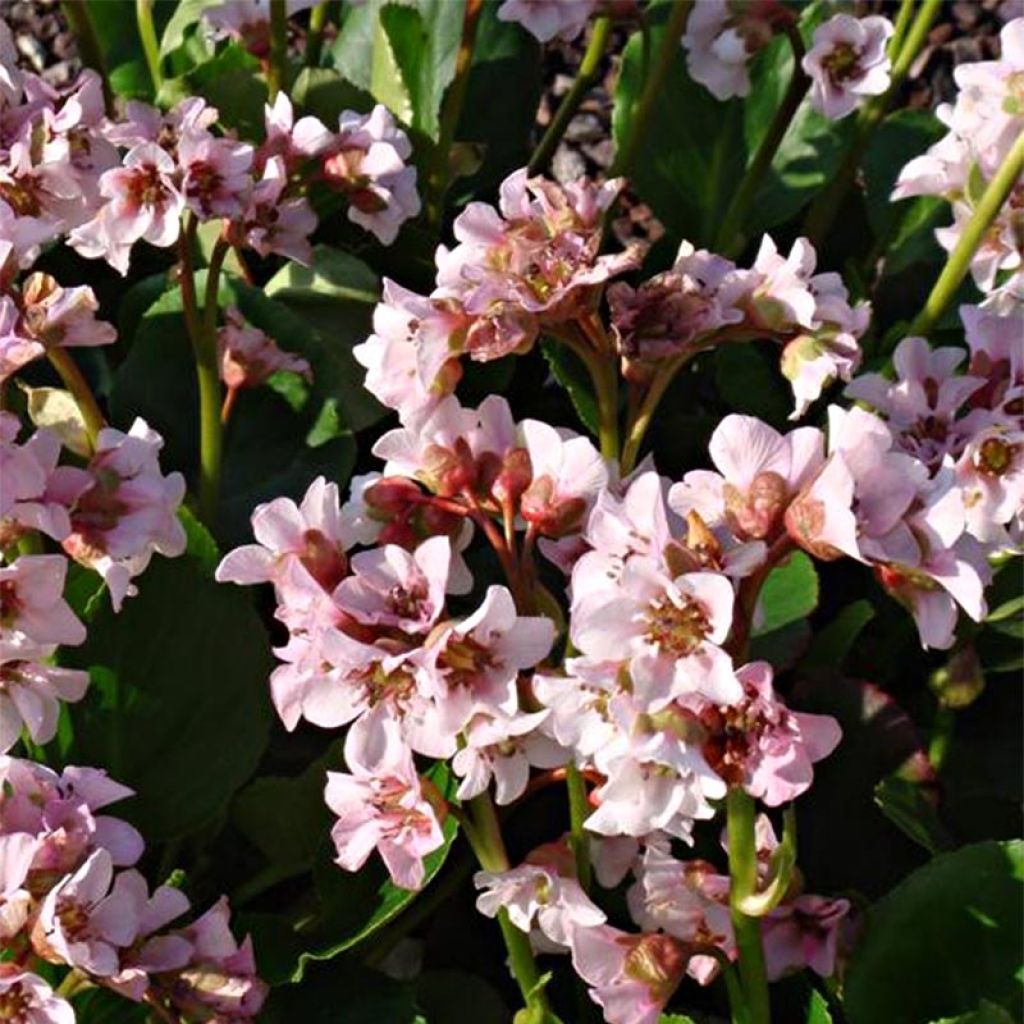 Bergenia Harzkristall - Hortensia de invierno