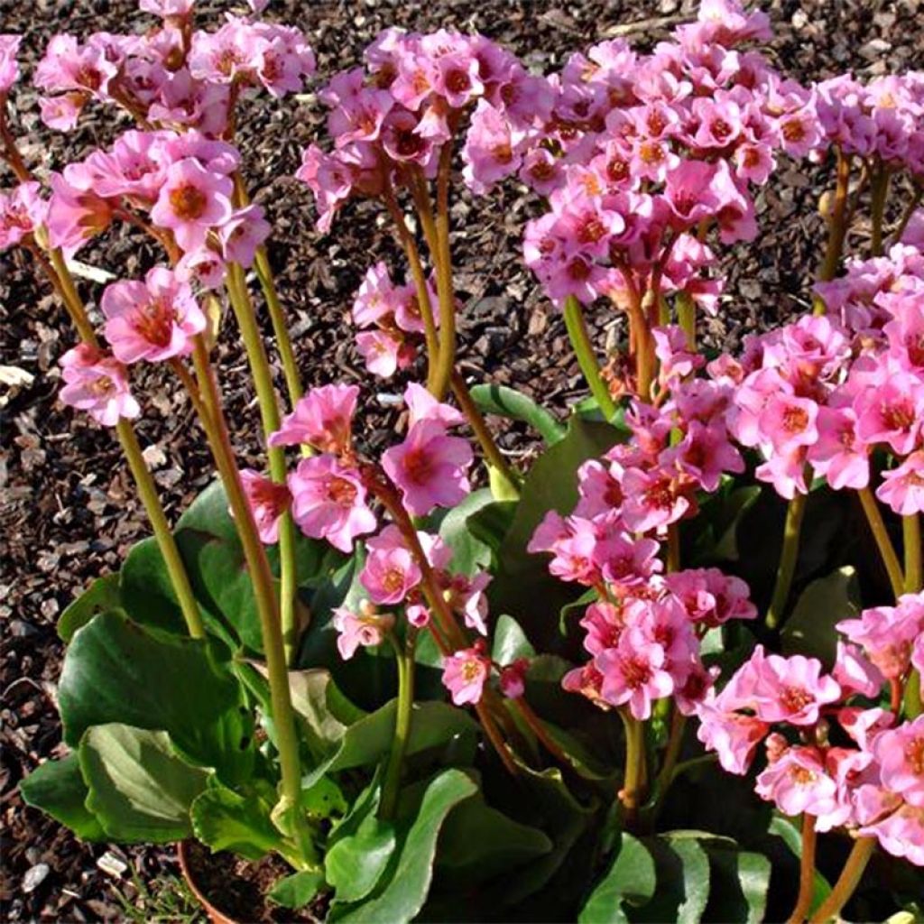 Bergenia Rosenkristall - Hortensia de invierno