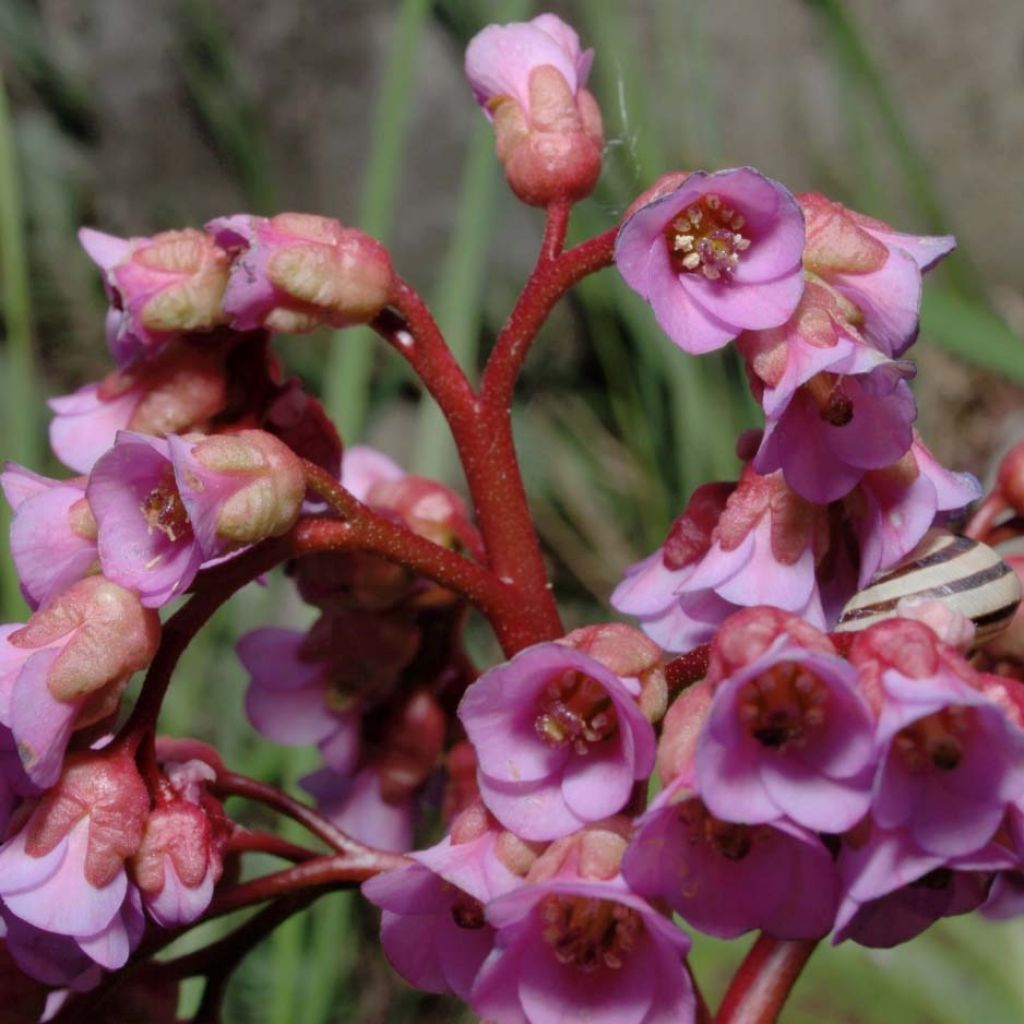 Bergenia schmidtii - Hortensia de invierno