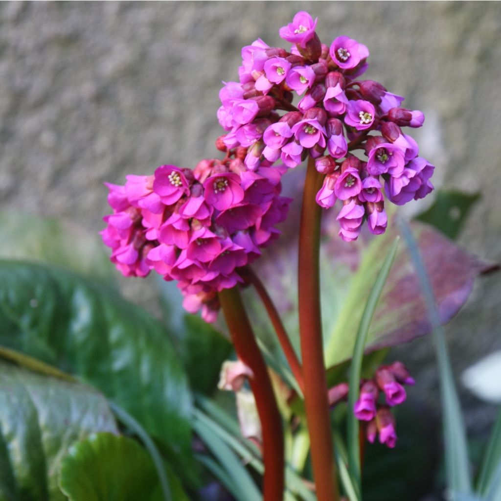 Bergenia purpurascens - Hortensia de invierno