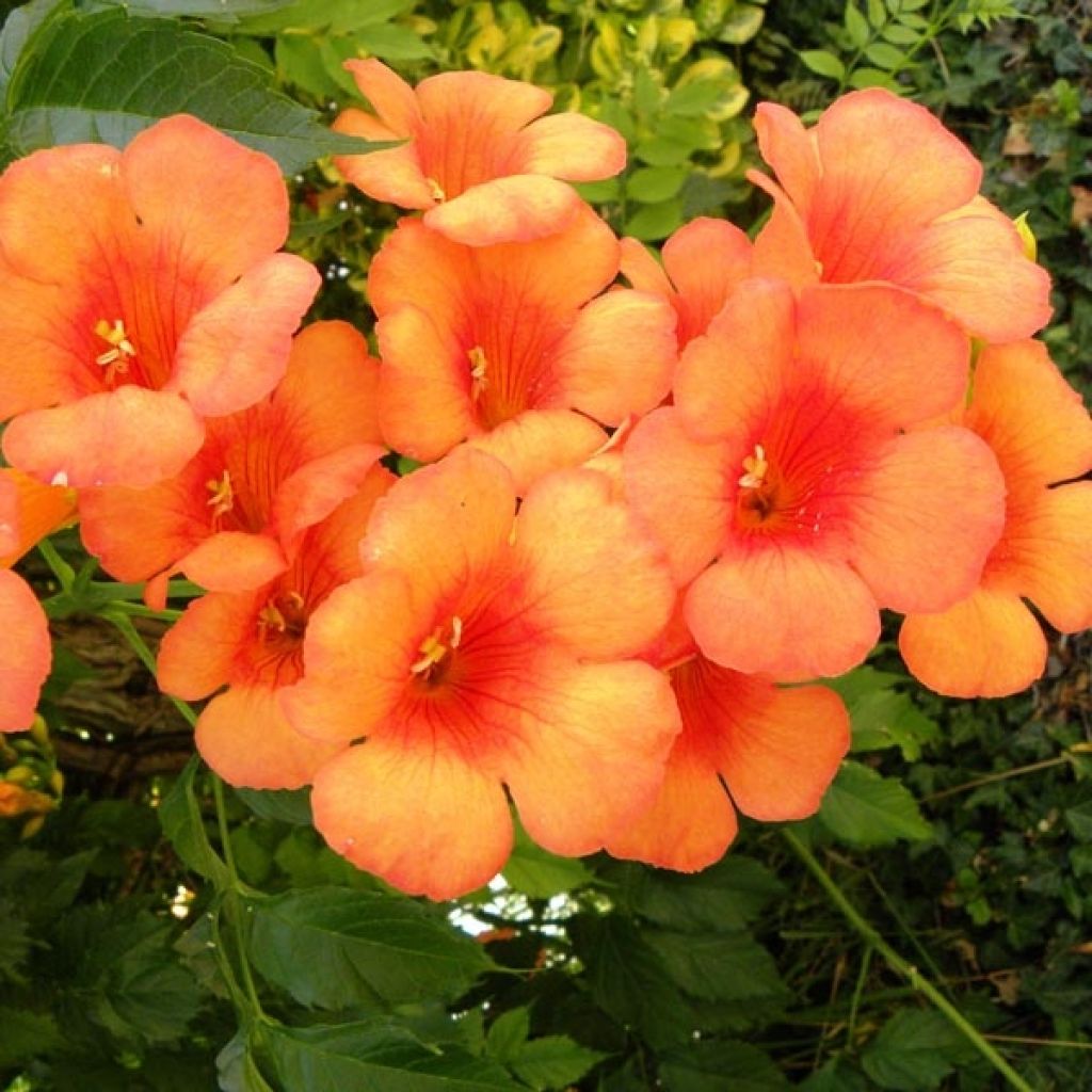 Enredadera de trompeta Indian summer - Campsis radicans