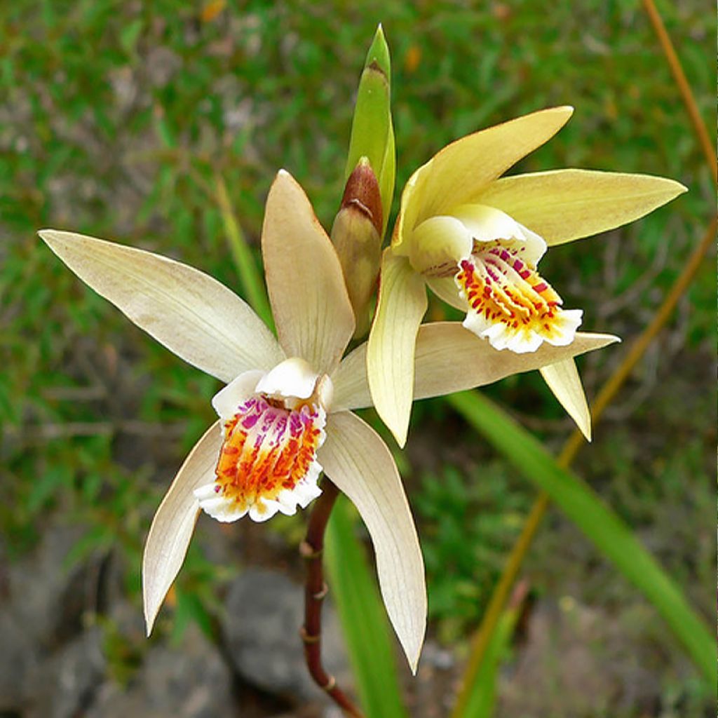 Bletilla ochracea