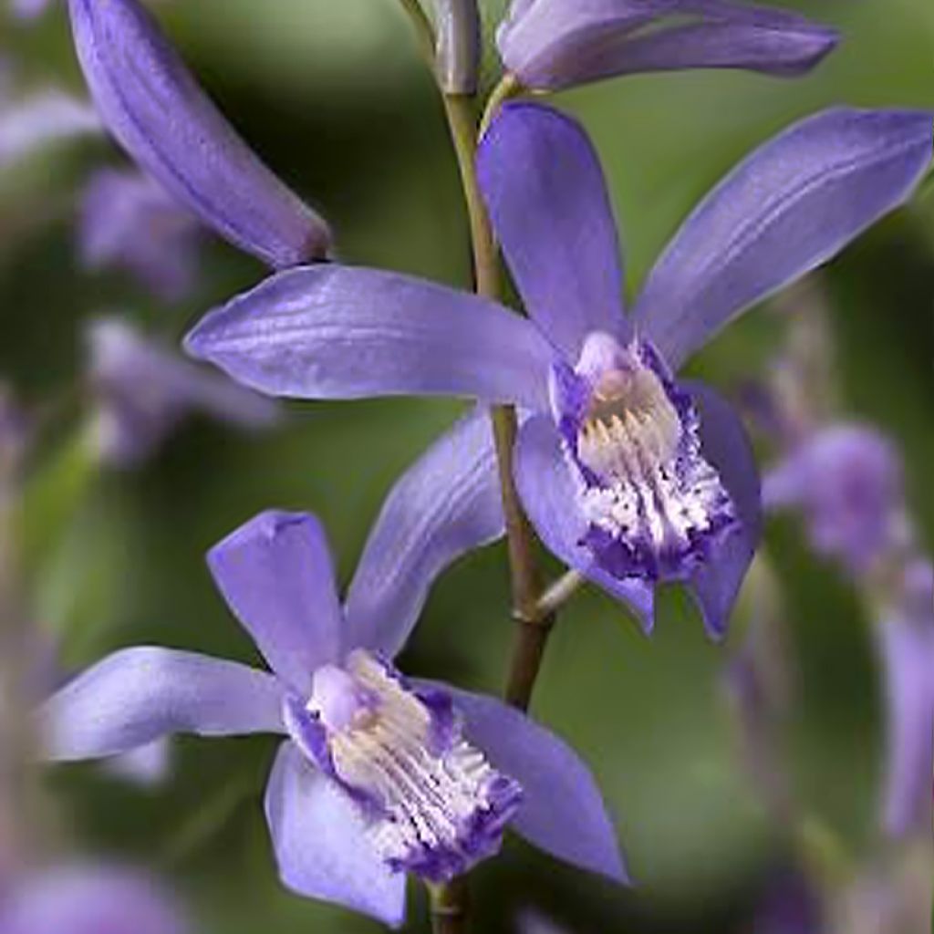 Bletilla striata Blue