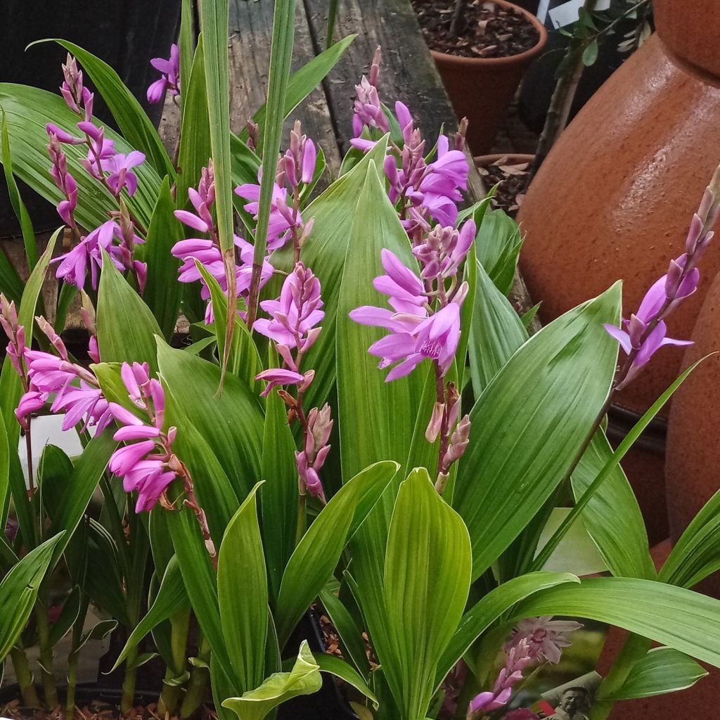 Bletilla striata Pink