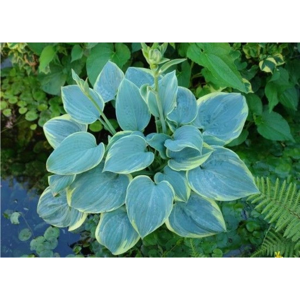 Hosta Blue Flame