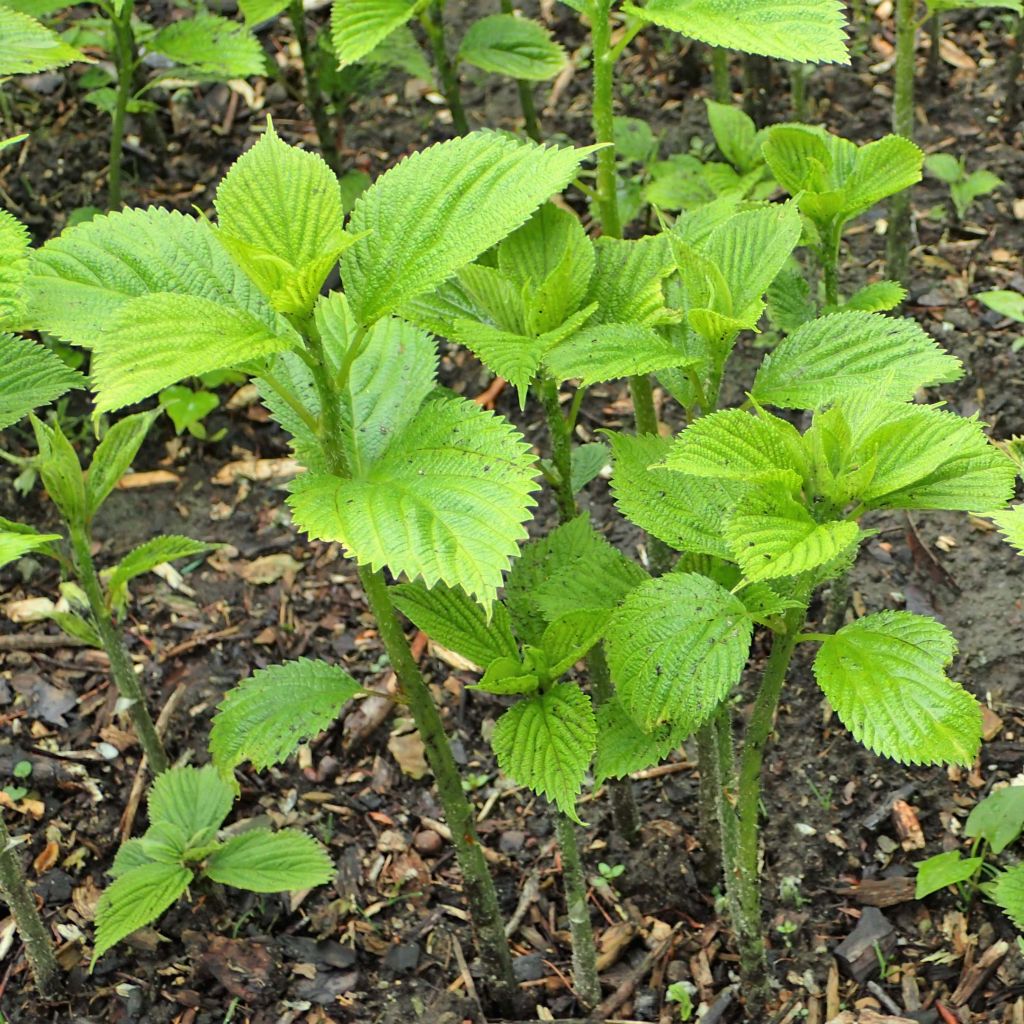 Boehmeria cylindrica - Ramio