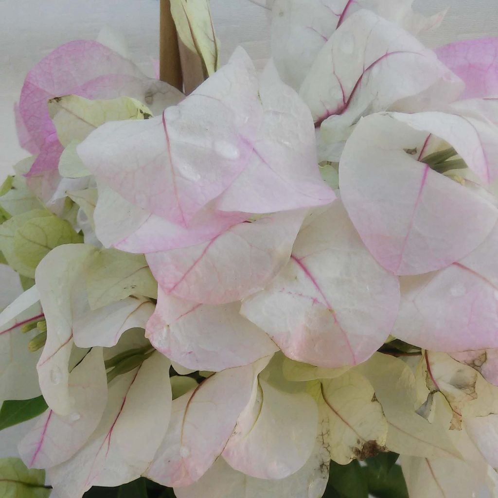 Buganvilla blanca rosada - Bougainvillea spectabilis