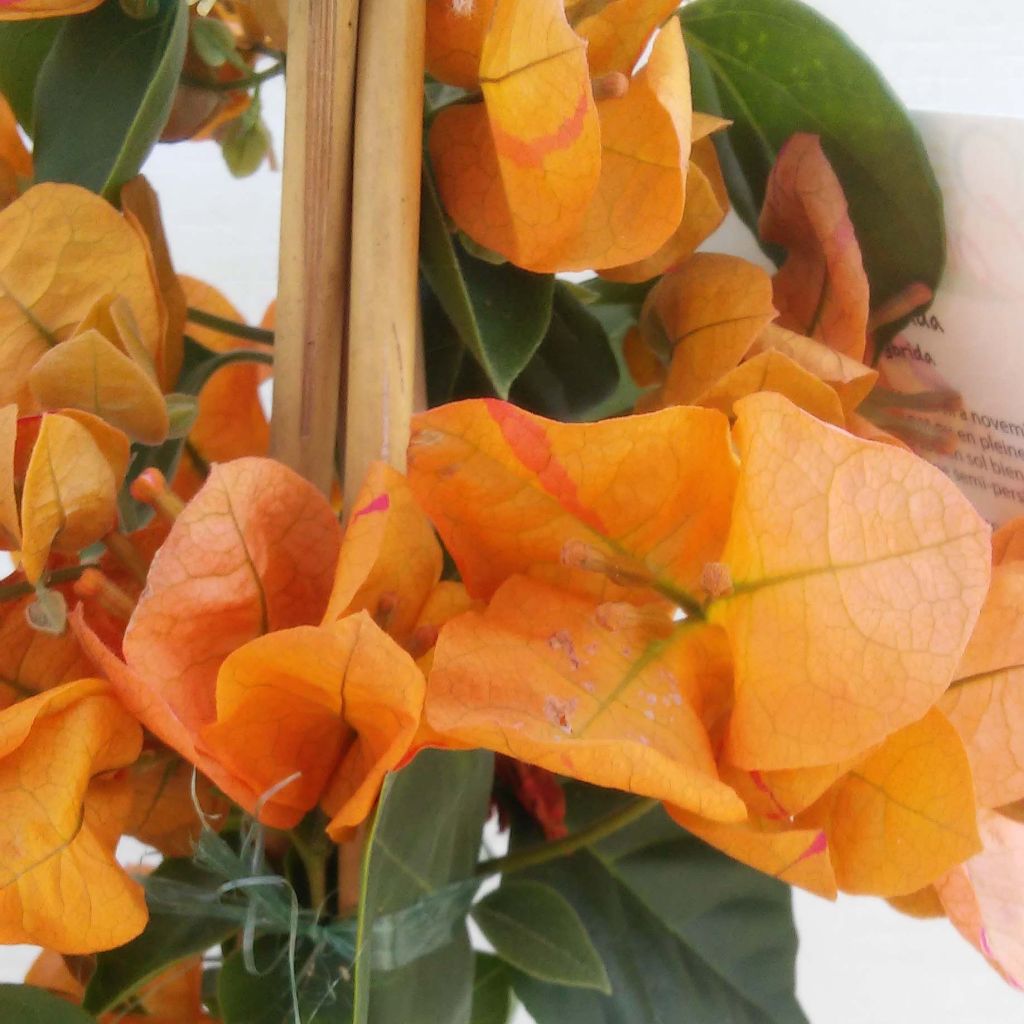 Buganvilla naranja - Bougainvillea spectabilis