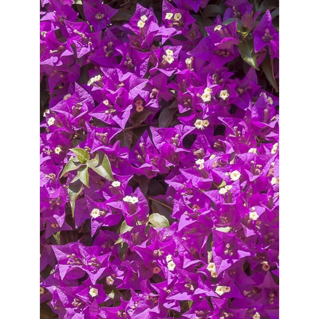 Bougainvillier Violet de Mèze