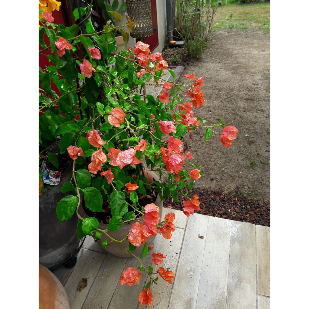 Buganvilla naranja - Bougainvillea spectabilis