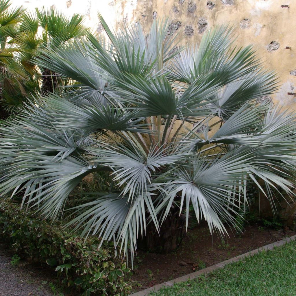 Palmera azul - Brahea armata