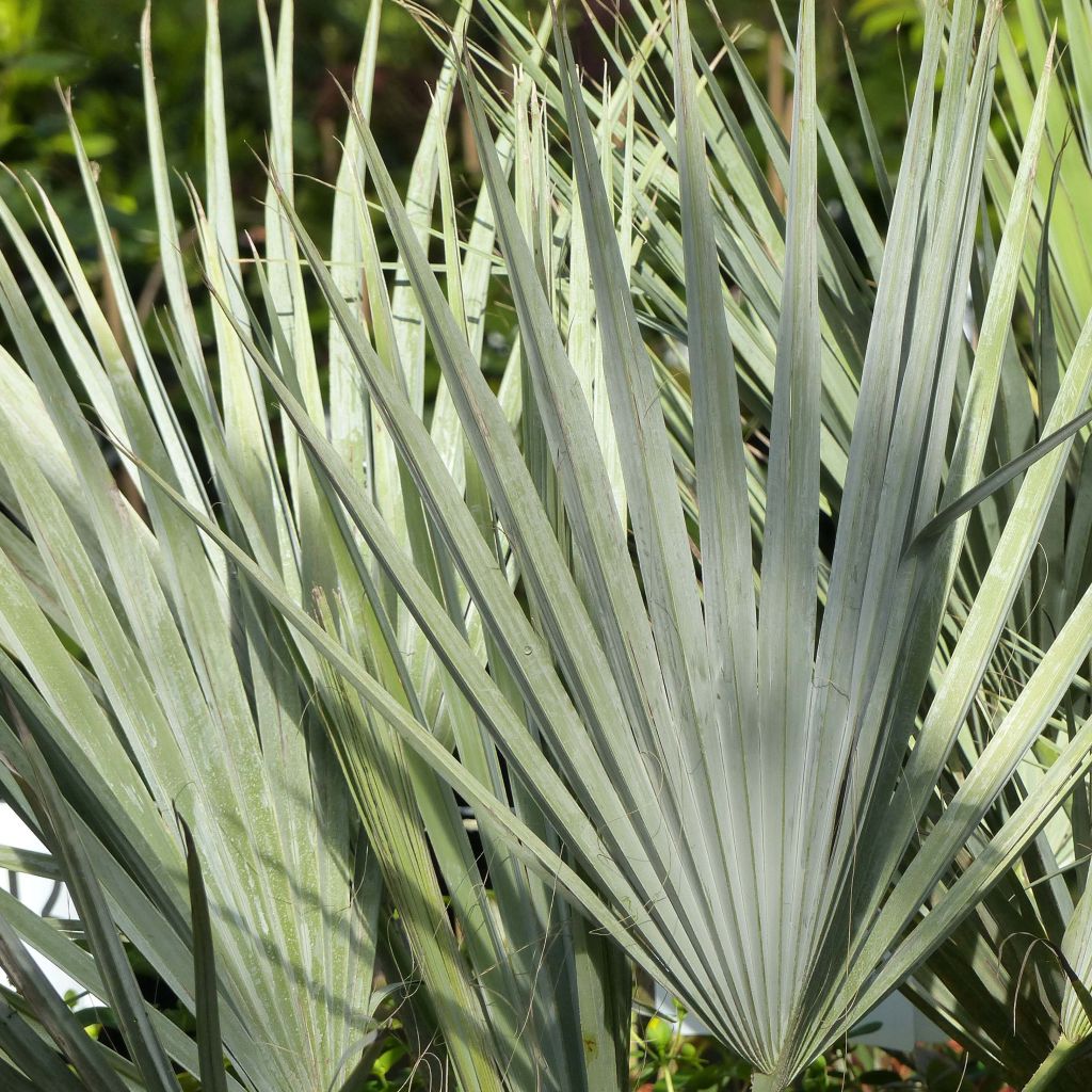 Palmera azul - Brahea armata