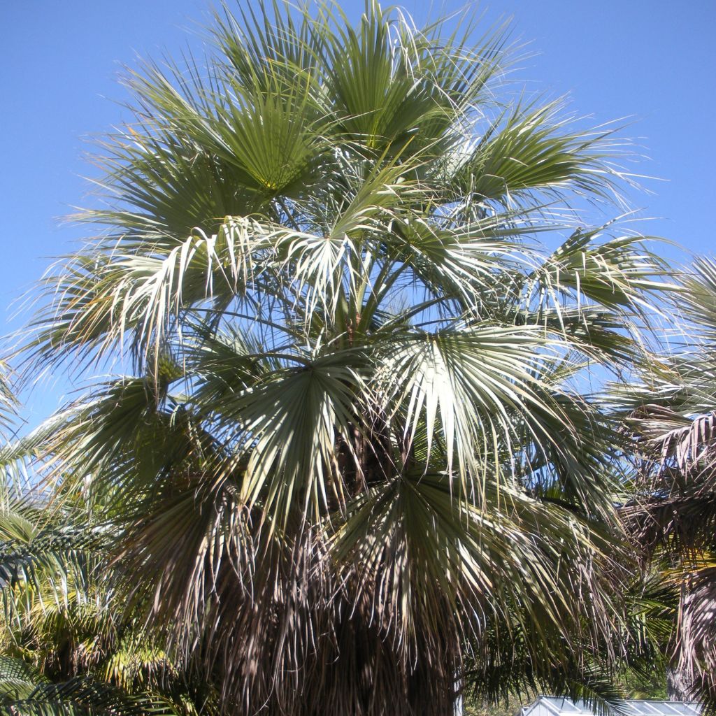 Palmera azul - Brahea armata var. clara