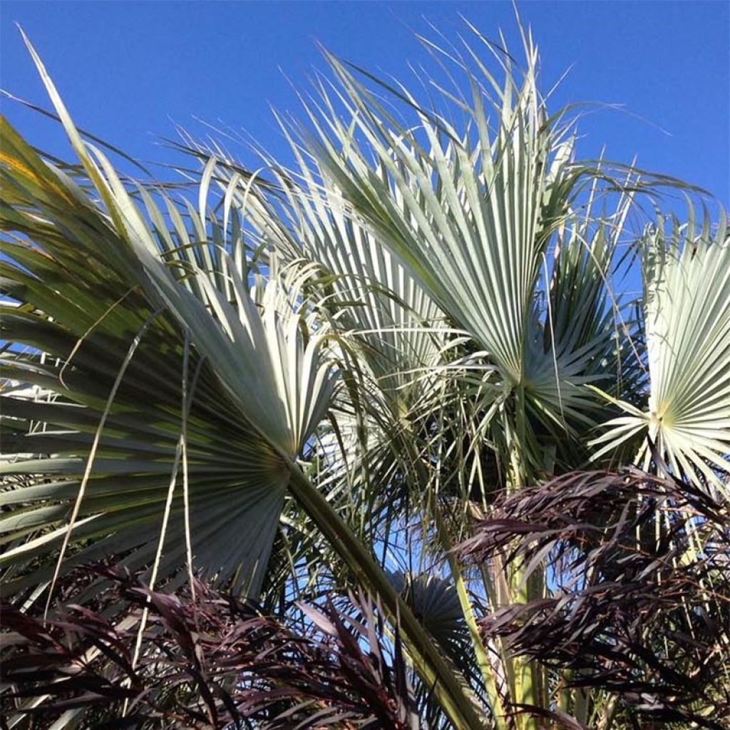 Palmera azul - Brahea armata var. clara