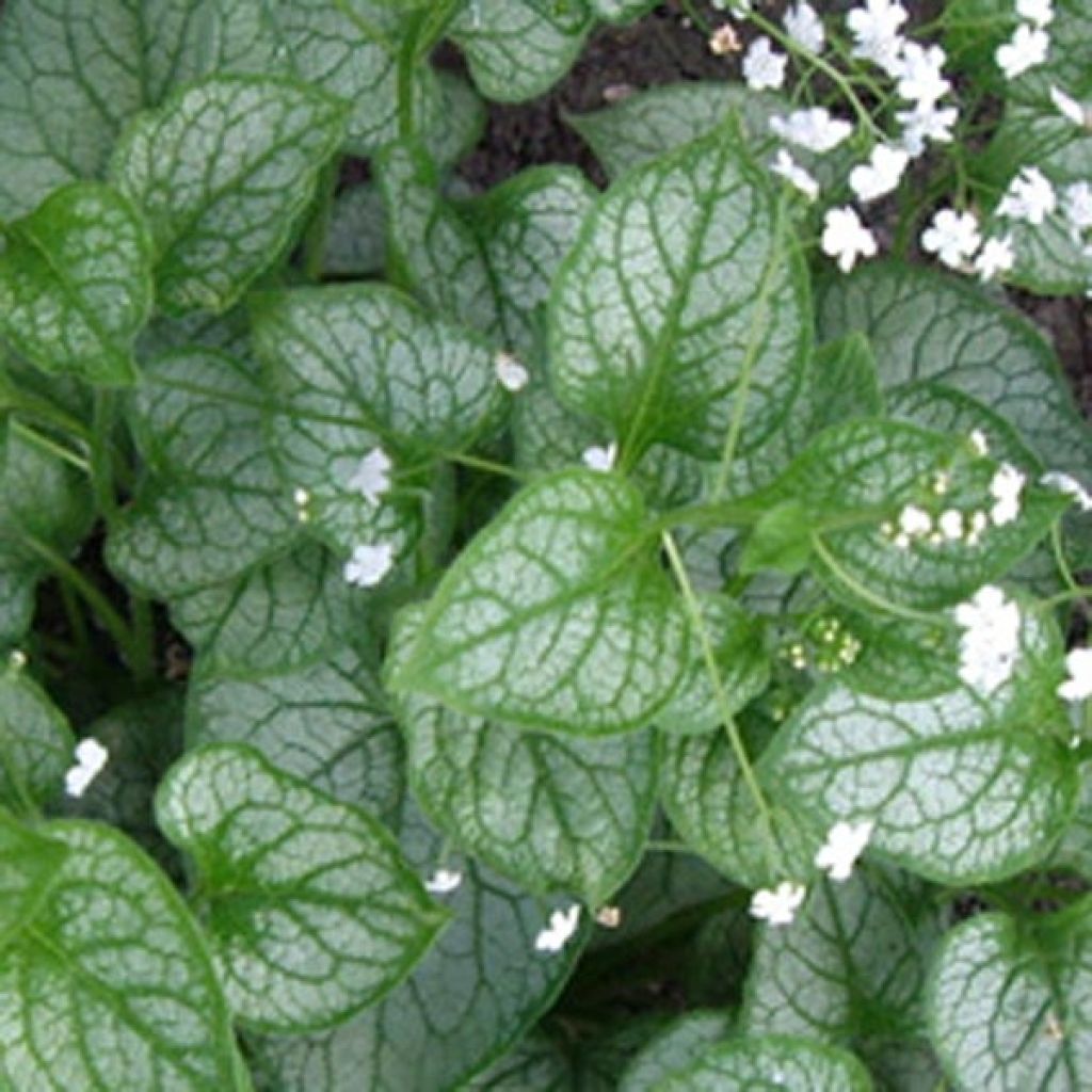 Brunnera macrophylla Mr Morse, Myosotis du Caucase