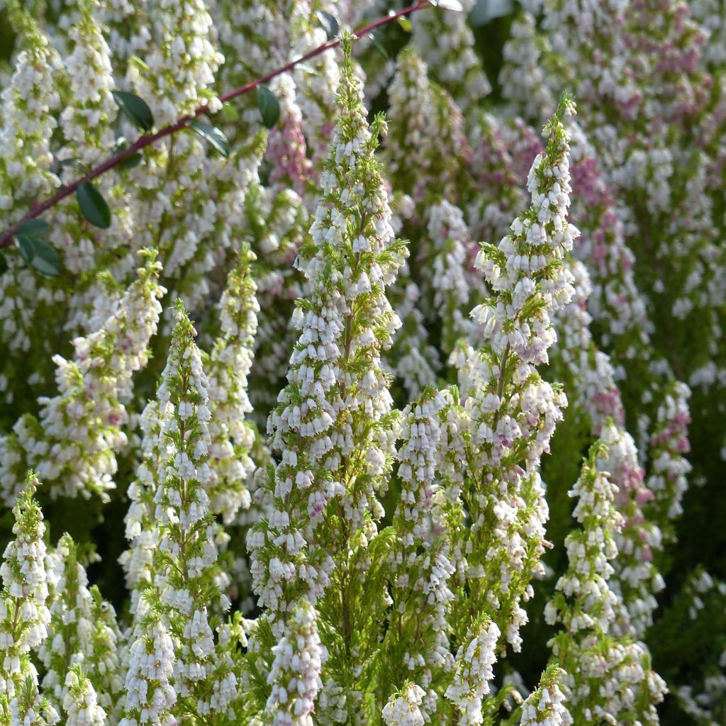 Erica arborea Great Star Le Vasterival - Brezo blanco