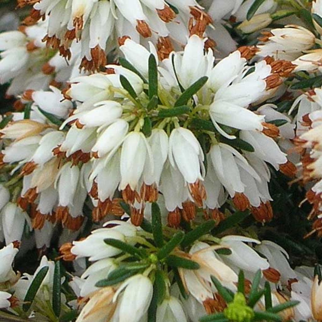 Bruyère Carnea Springwood White, Erica