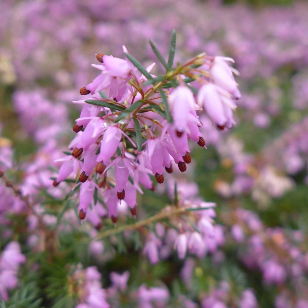 Erica carnea December Red - Brezo vizcaíno