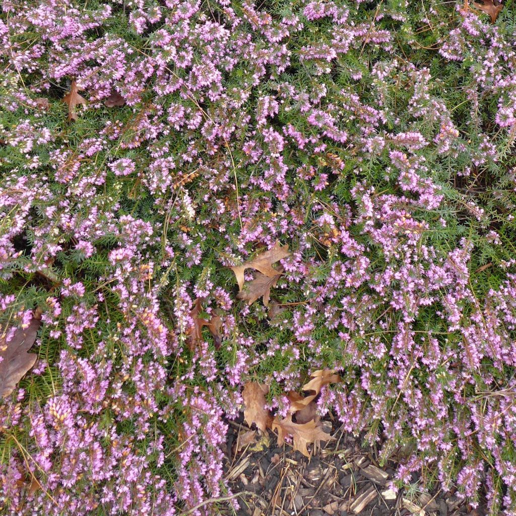 Erica carnea December Red - Brezo vizcaíno