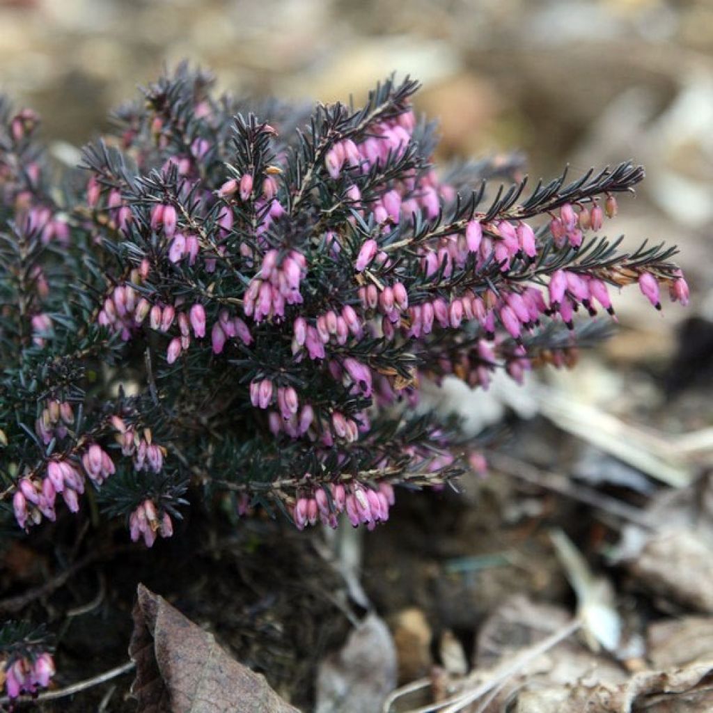 Erica darleyensis Kramer's Rote - Brezo rosado