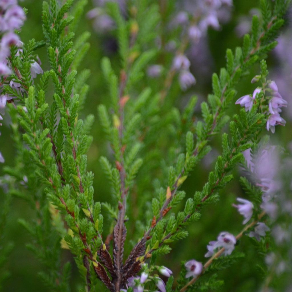 Calluna vulgaris Spring Torch - Brecina