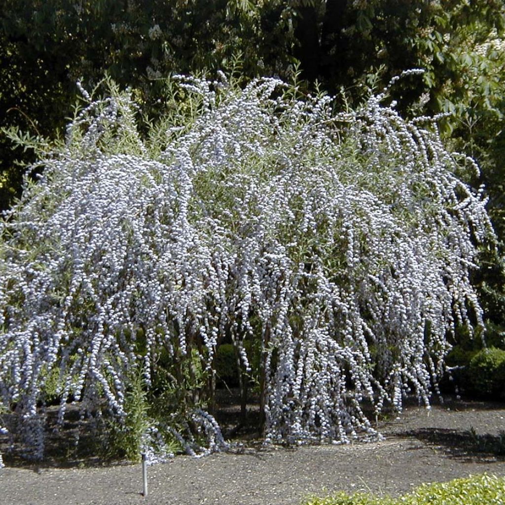 Buddleja alternifolia - Mariposa de hojas alternas