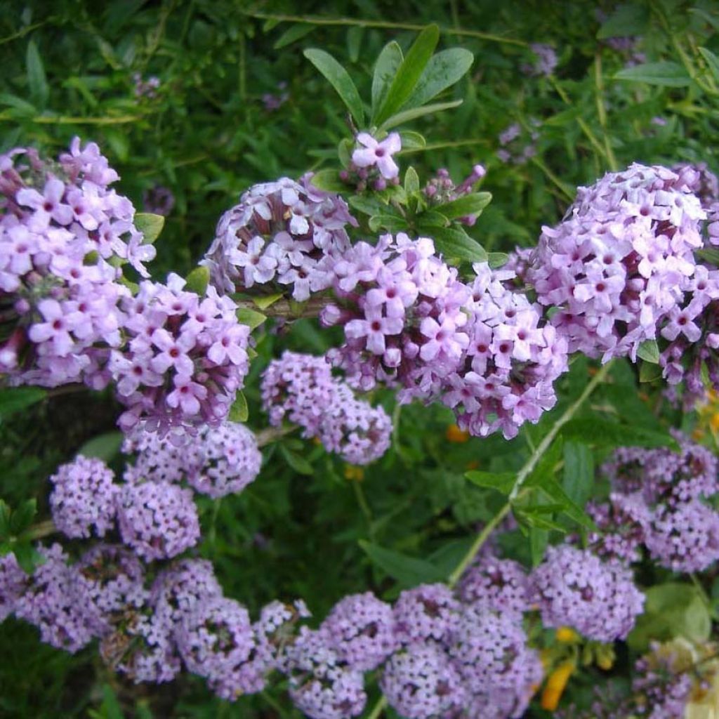 Buddleja alternifolia - Mariposa de hojas alternas