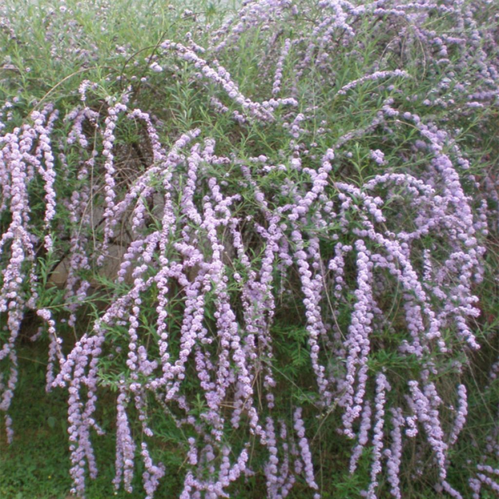 Buddleja alternifolia - Mariposa de hojas alternas