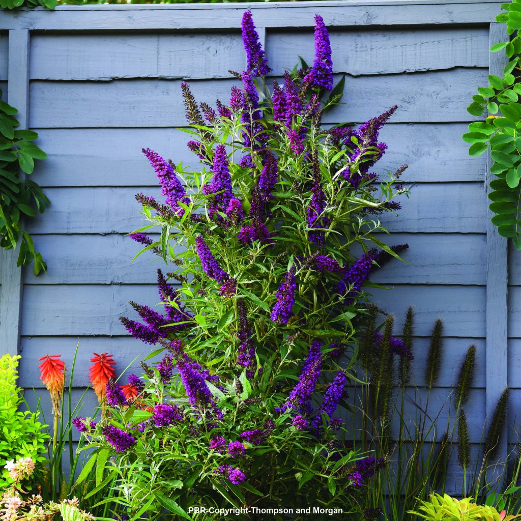 Buddleja davidii Butterfly Tower