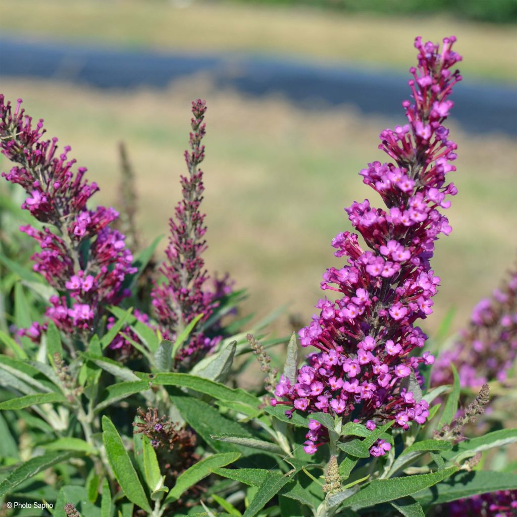 Buddleja davidii Butterfly Tower