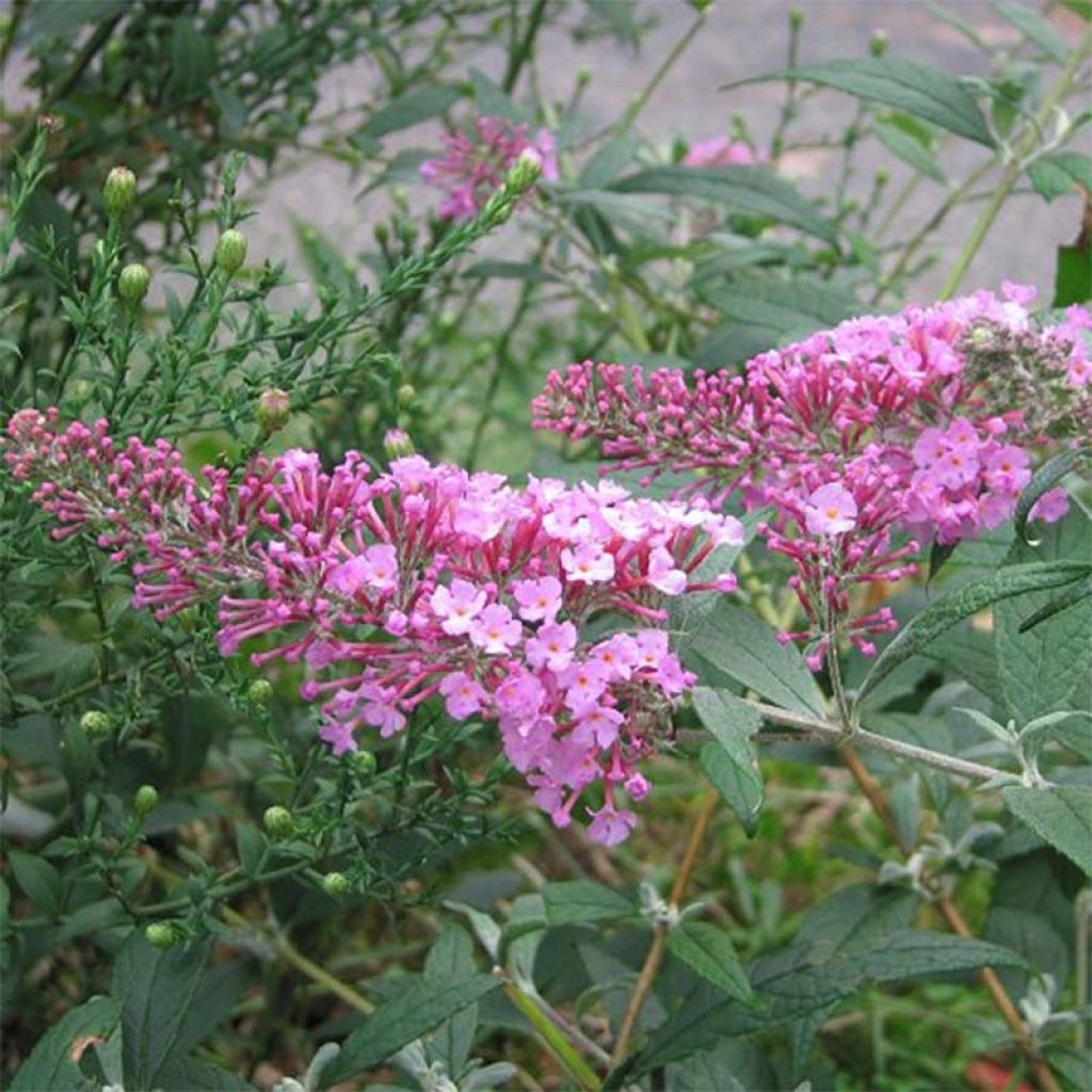 Buddleja davidii Pink Delight