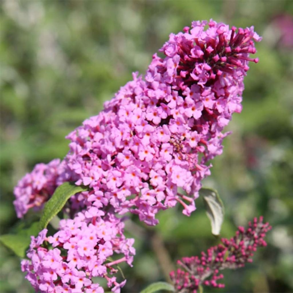 Buddleja davidii Pink Delight