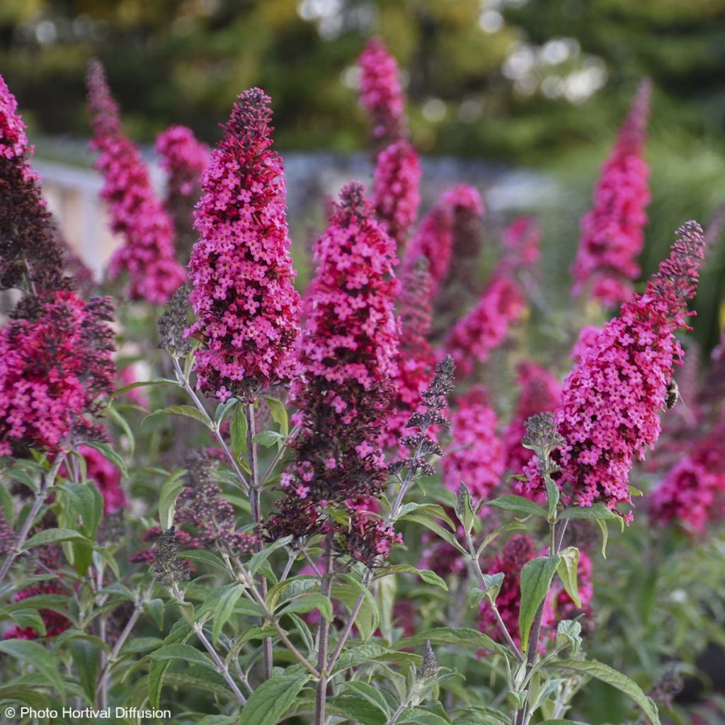 Buddleja davidii Prince Charming