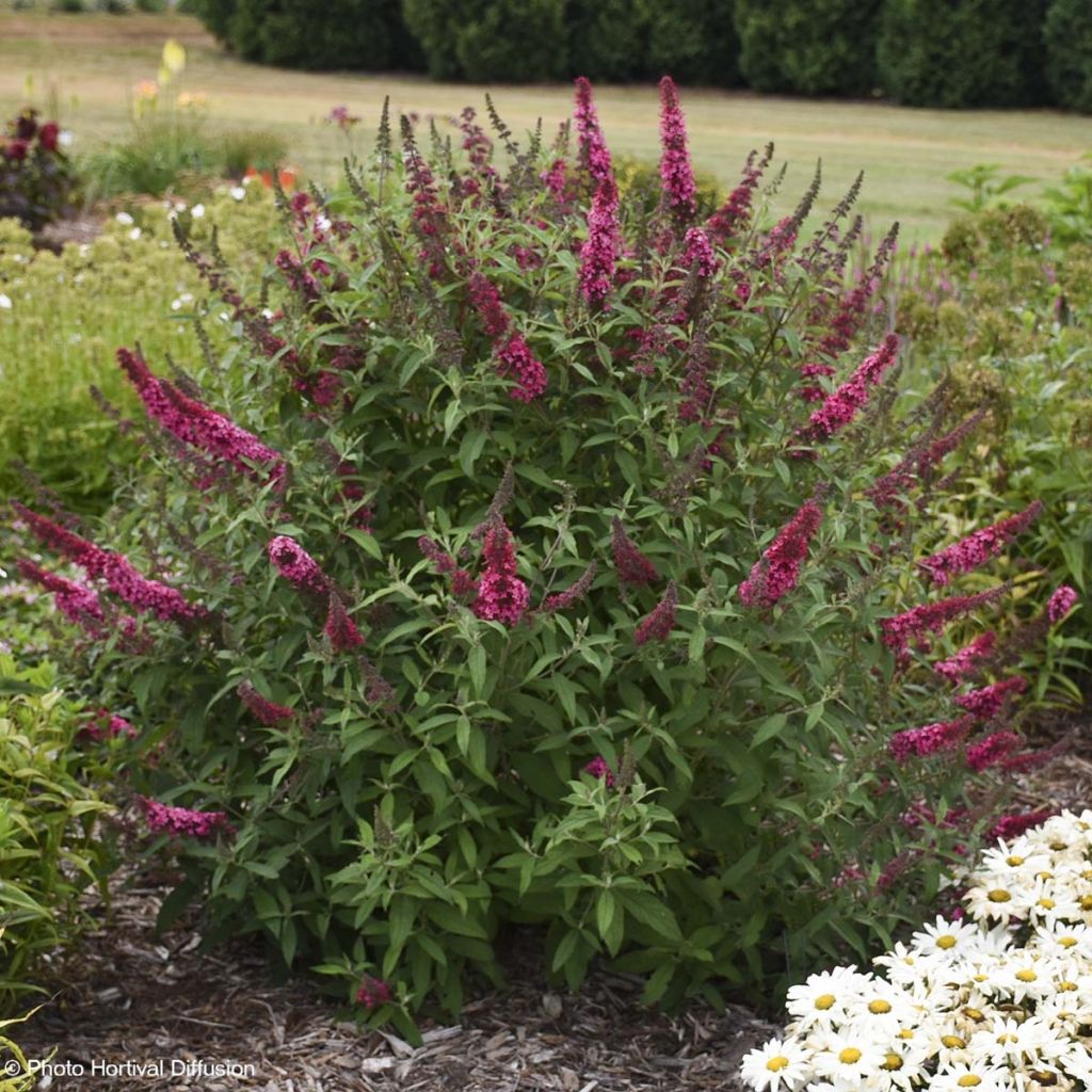 Buddleja davidii Prince Charming