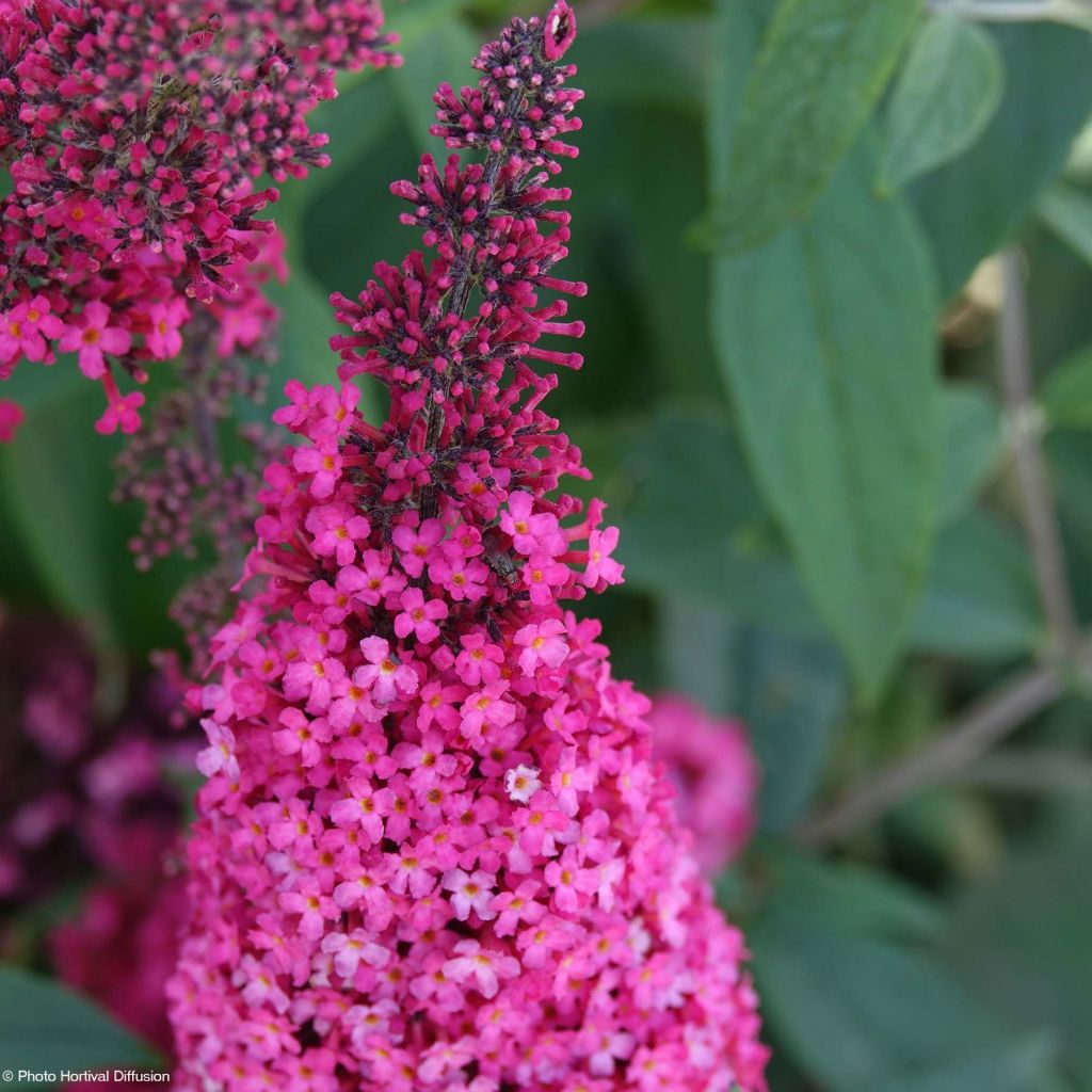 Buddleja davidii Prince Charming