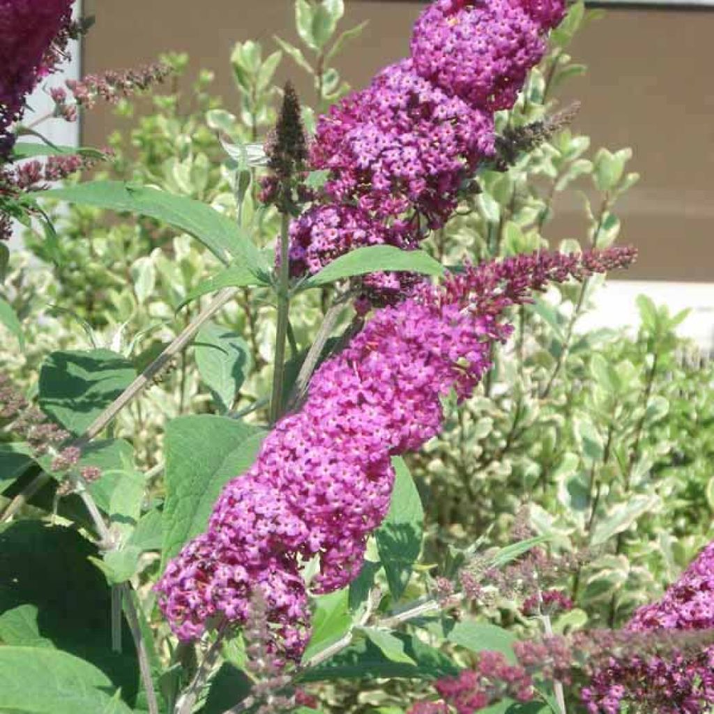 Buddleja Miss Ruby