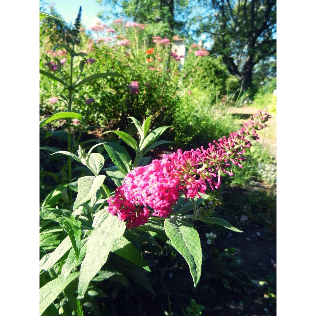 Buddleja Miss Ruby