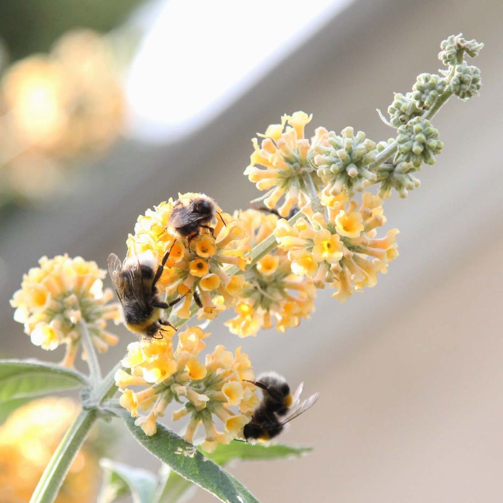 Buddleja weyeriana Sungold