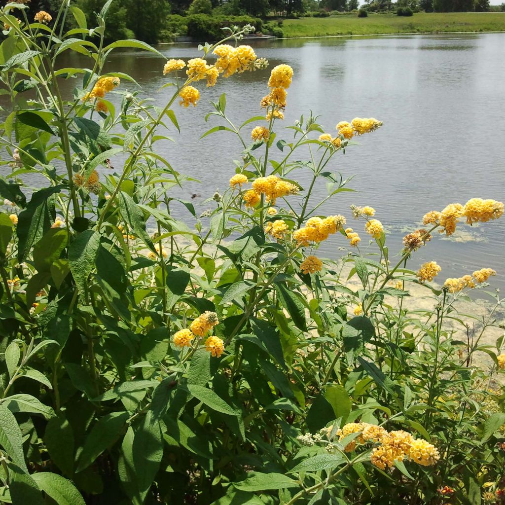 Buddleja weyeriana Sungold