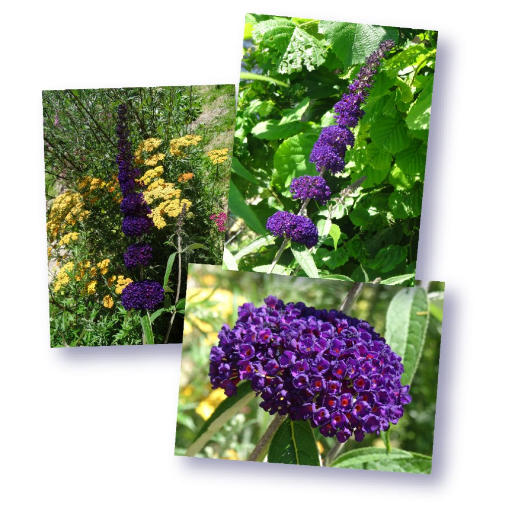 Buddleja davidii Black knight