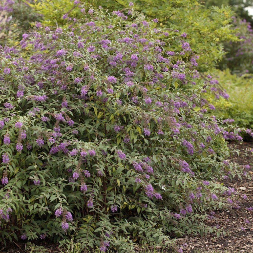 Buddleja davidii Argus Velvet